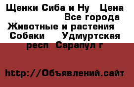 Щенки Сиба и Ну › Цена ­ 35000-85000 - Все города Животные и растения » Собаки   . Удмуртская респ.,Сарапул г.